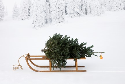 a close up of a tree on a sled